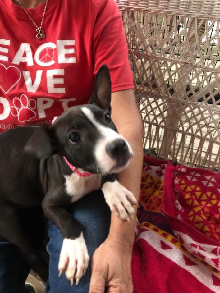 Nicole Humane Society Houston County