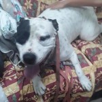 Adoptable (Official) Georgia Dogs for September 29, 2020