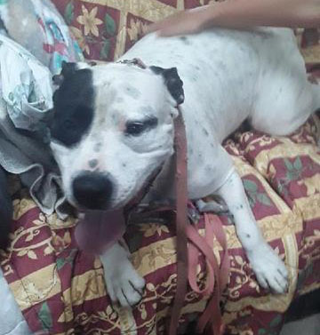 Oreo Castaways Pet Rescue