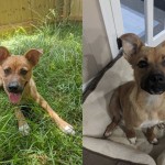 Adoptable (Official) Georgia Dogs for September 11, 2020