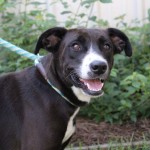 Adoptable (Official) Georgia Dogs for September 30, 2020