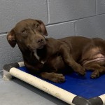 Adoptable (Official) Georgia Dogs for September 24, 2020