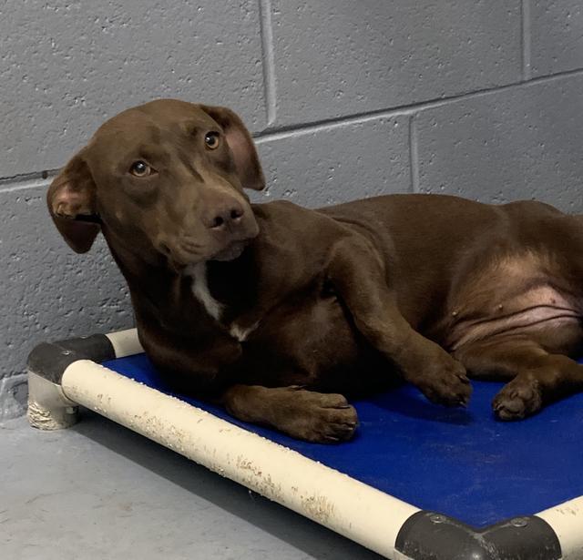Queen Humane Society Camden County