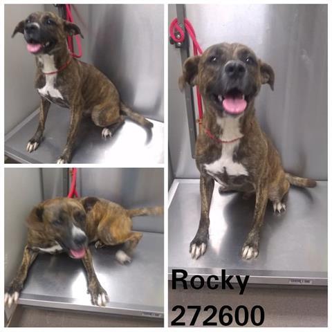 Rocky Macon Bibb Animal Welfare