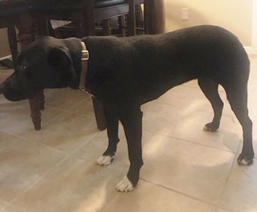 Rosie Canine Adoption Network