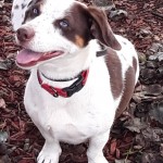 Adoptable (Official) Georgia Dogs for September 15, 2020