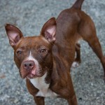 Adoptable (Official) Georgia Dogs for September 2, 2020