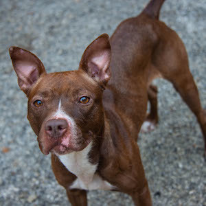 Saratoga PAWS Atlanta