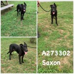Adoptable (Official) Georgia Dogs for September 16, 2020