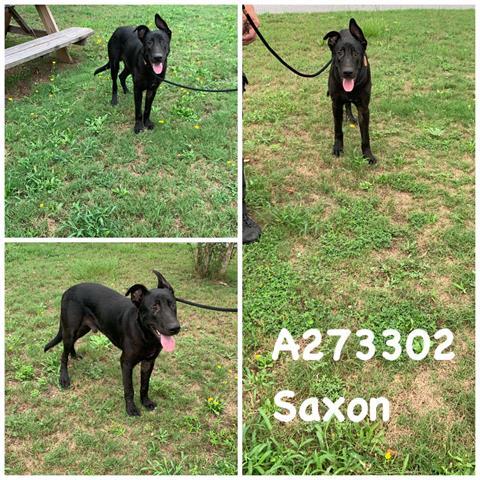 Saxon Macon Bibb Animal Welfare