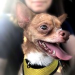 Adoptable (Official) Georgia Dogs for September 10, 2020