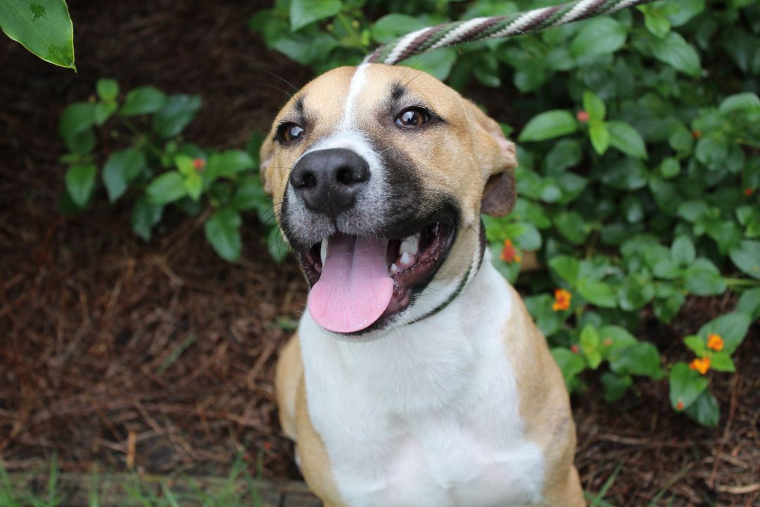 Stefan Humane Society South Coastal GA
