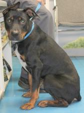 Todd Bainbridge Decatur County Humane