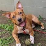 Adoptable (Official) Georgia Dogs for September 22, 2020