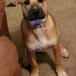 Adoptable (Official) Georgia Dogs for October 21, 2020
