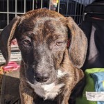 Adoptable (Official) Georgia Dogs for October 15, 2020