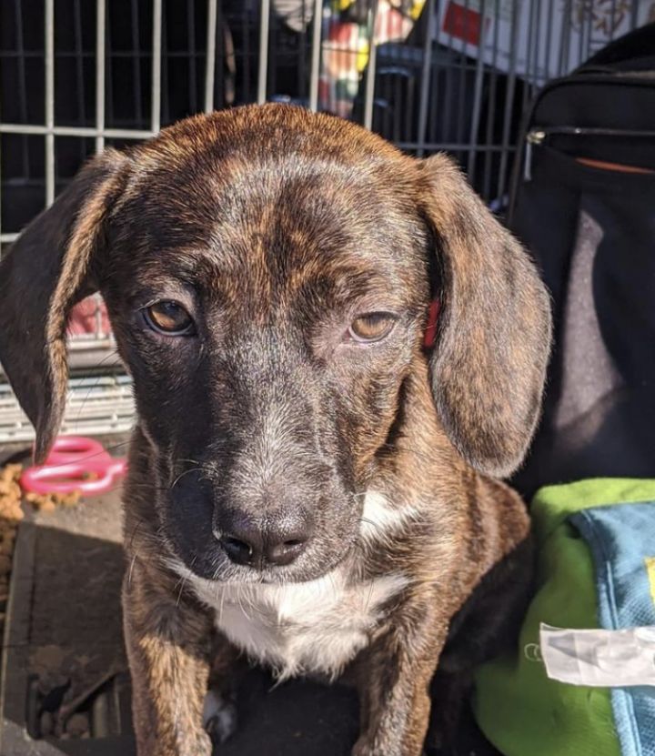 Bellefleur Renegade Paws Rescue