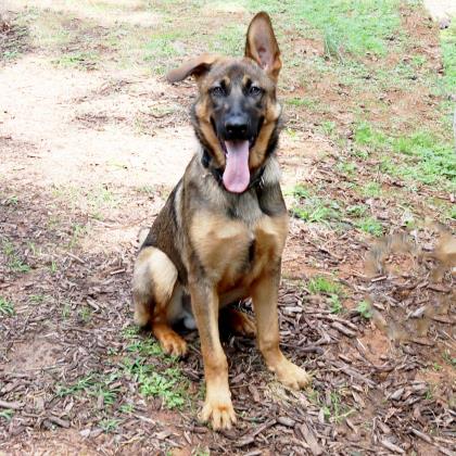 Benny Humane Society Northeast GA