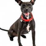 Adoptable (Official) Georgia Dogs for October 6, 2020