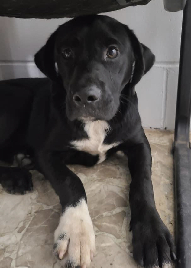 Booker Renegade Paws Rescue