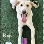 Adoptable (Official) Georgia Dogs for October 9, 2020