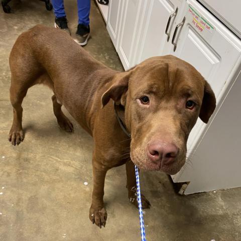 Bubba Animal Ark Columbus GA