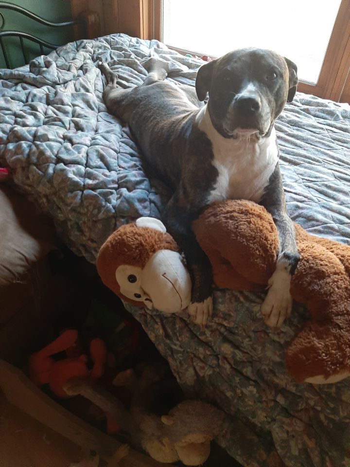 Bubba Dogs Rock Rescue