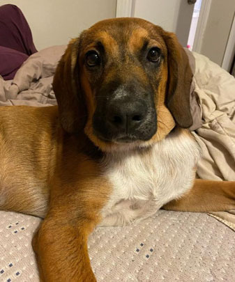 Buddy Evelyns Place Rescue