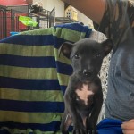Adoptable (Official) Georgia Dogs for October 13, 2020