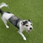 Adoptable (Official) Georgia Dogs for October 26, 2020