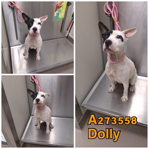 Dolly Macon Bibb County Animal Welfare