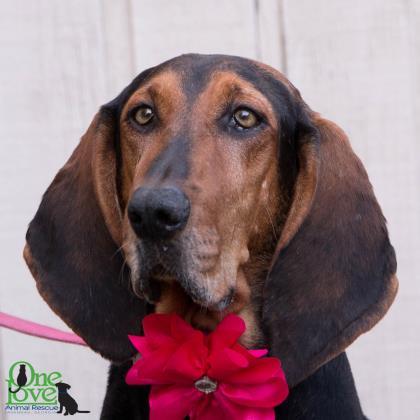 Drifter One Love Animal Rescue