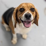 Adoptable (Official) Georgia Dogs for October 22, 2020