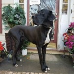 Adoptable (Official) Georgia Dogs for October 20, 2020