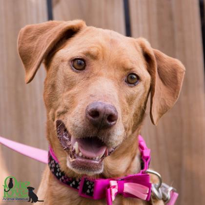 Elly One Love Animal Rescue
