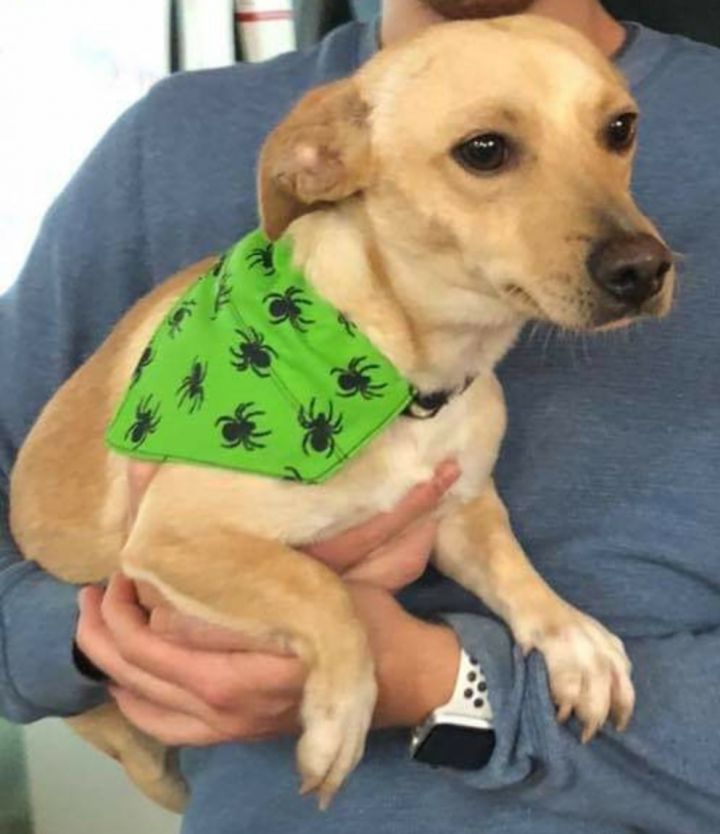Ernest Humane Society of Houston County