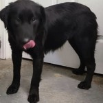 Adoptable (Official) Georgia Dogs for October 8, 2020