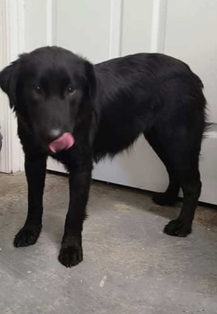 Forester Renegade Paws Rescue