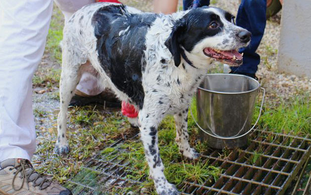 Foster CSRA Humane Society