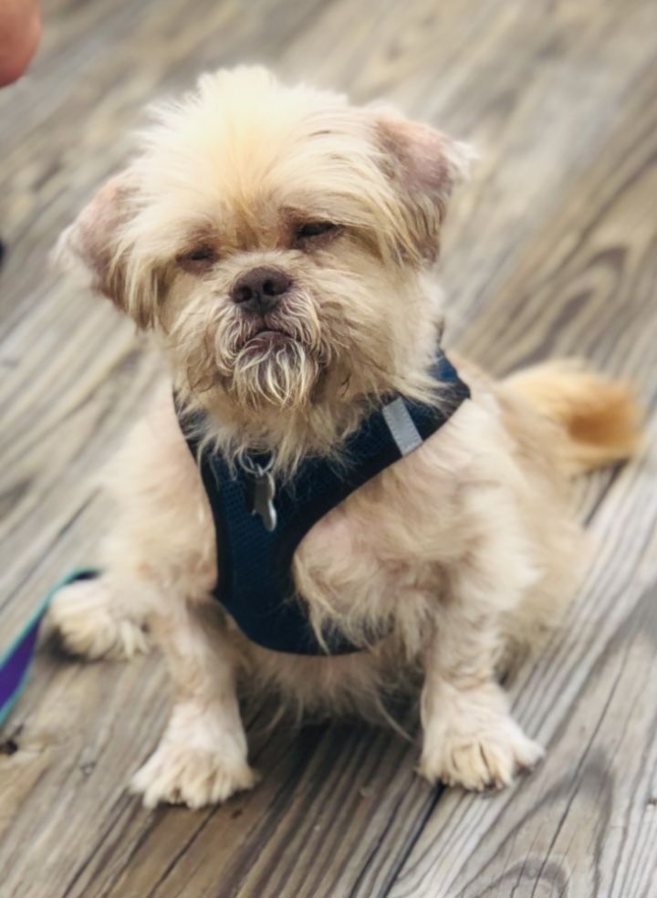Fozzy Renegade Paws Rescue