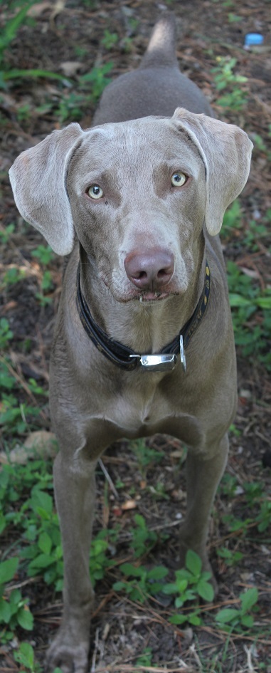 Fritz Save-A-Life Savannah