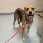 Adoptable (Official) Georgia Dogs for October 27, 2020