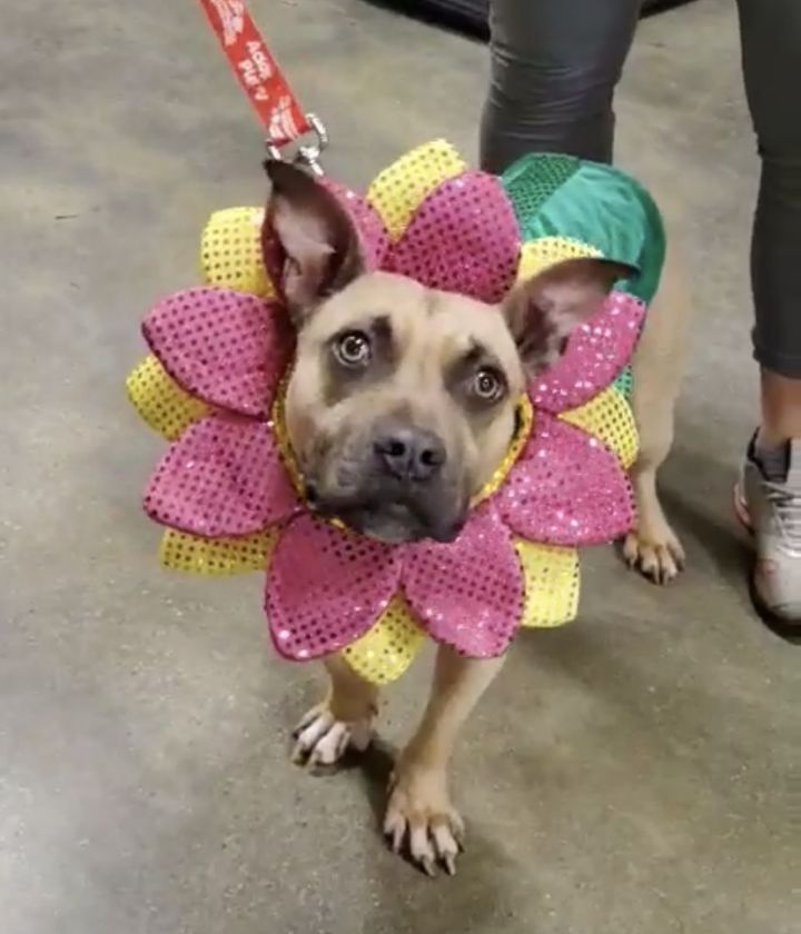 Gretchen TLC Pet Rescue Stockbridge GA