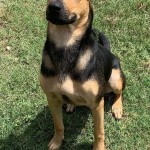 Adoptable (Official) Georgia Dogs for October 30, 2020