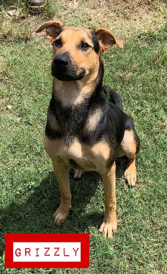Grizzly TLC Pet Rescue Stockbridge GA