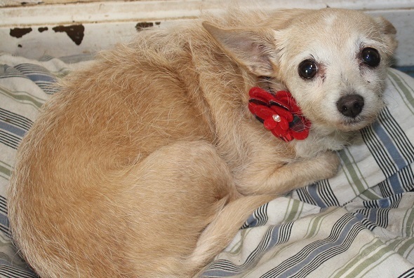 Honey Save-A-Life Savannah