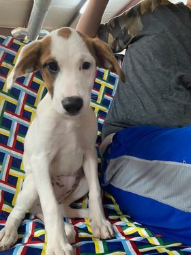 Iris Humane Society of Houston County