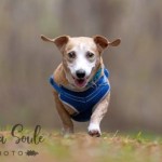 Adoptable (Official) Georgia Dogs for October 19, 2020