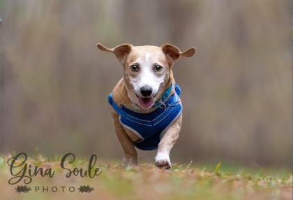 Jojo One Love Animal Rescue