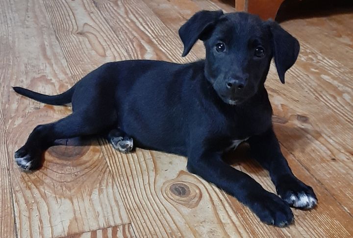 Keshia Dogs Rock Rescue